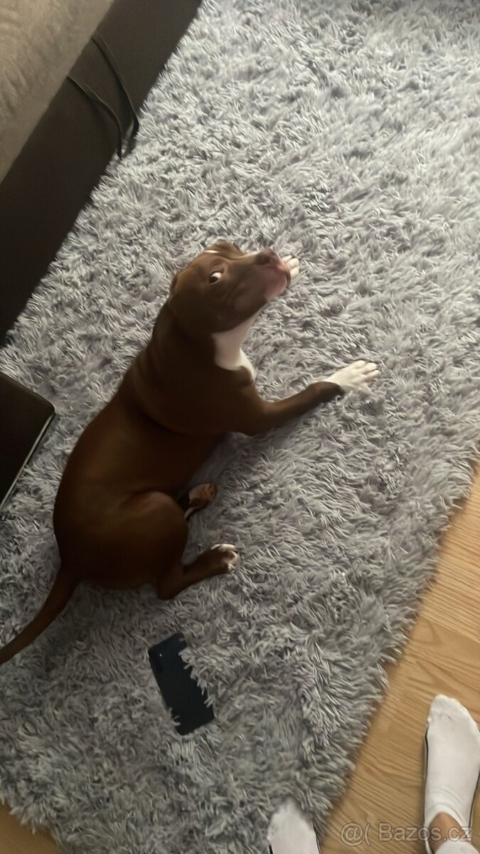 Prodám pitbula
