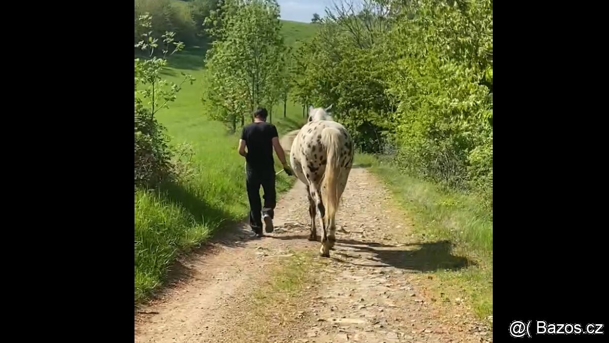 Pohodová mladá klisna