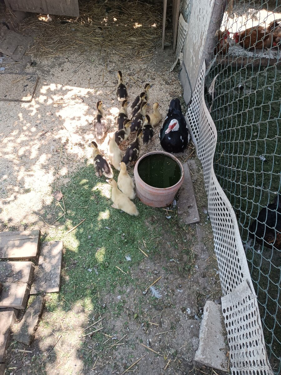 Kachna, kačeny