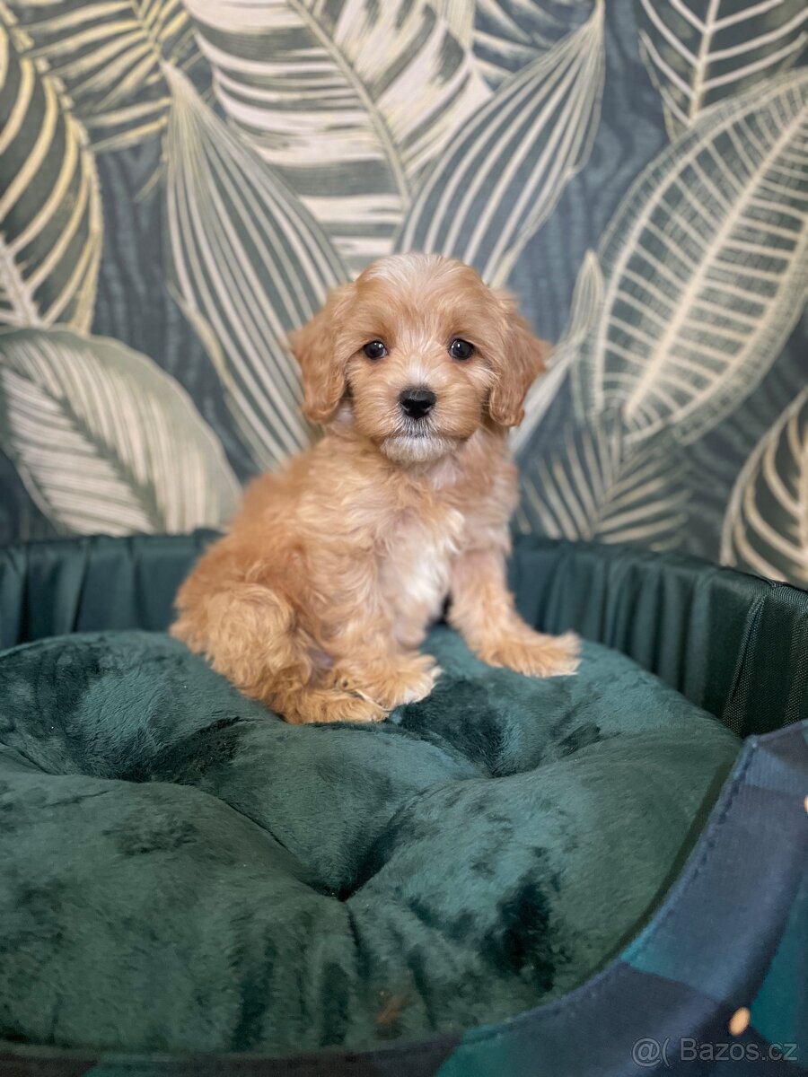 Maltipoo štěňátka