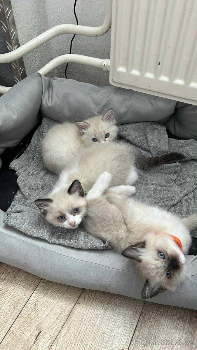 Koťata RagDoll kocouři