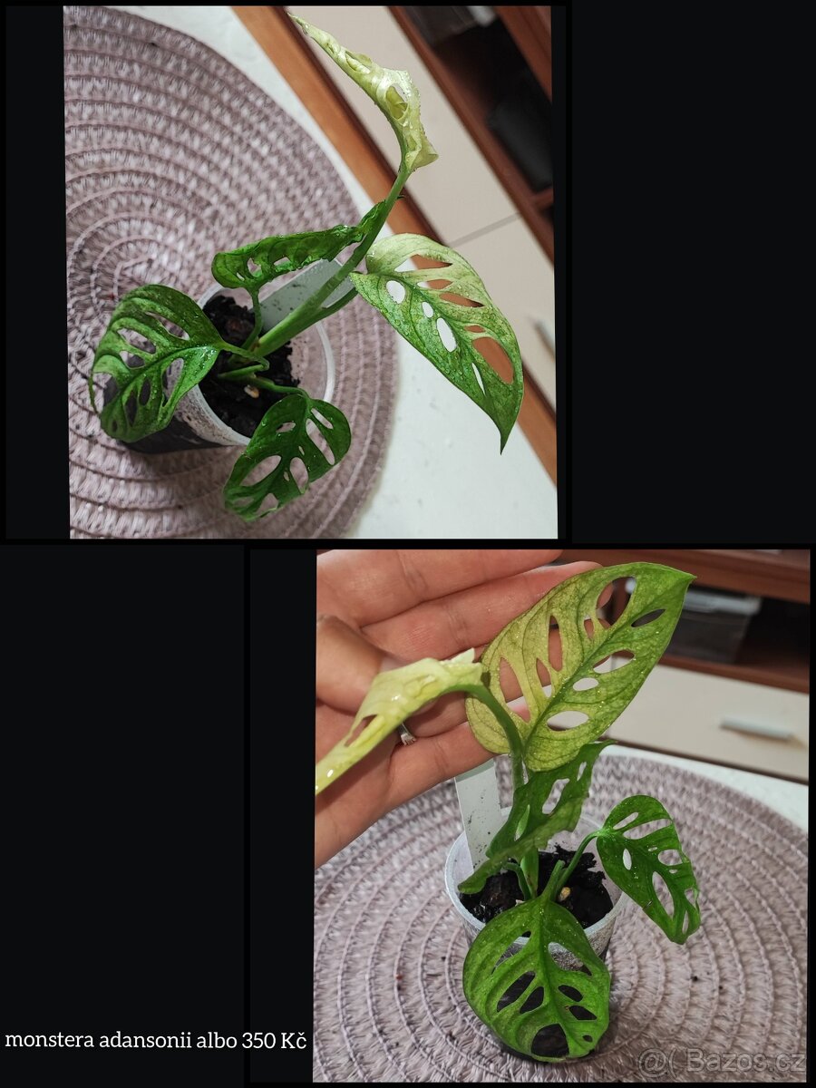syngonium, monstera, epipremnum, philodendron