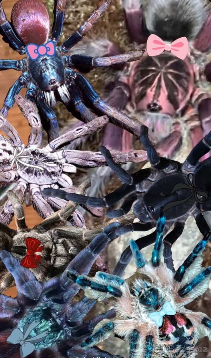 sklipkan/vtackar/tarantula