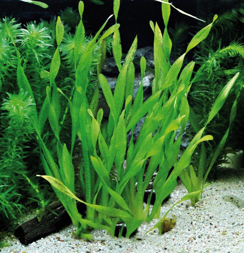 Akvarijni rostlinka - Vallisneria Torta