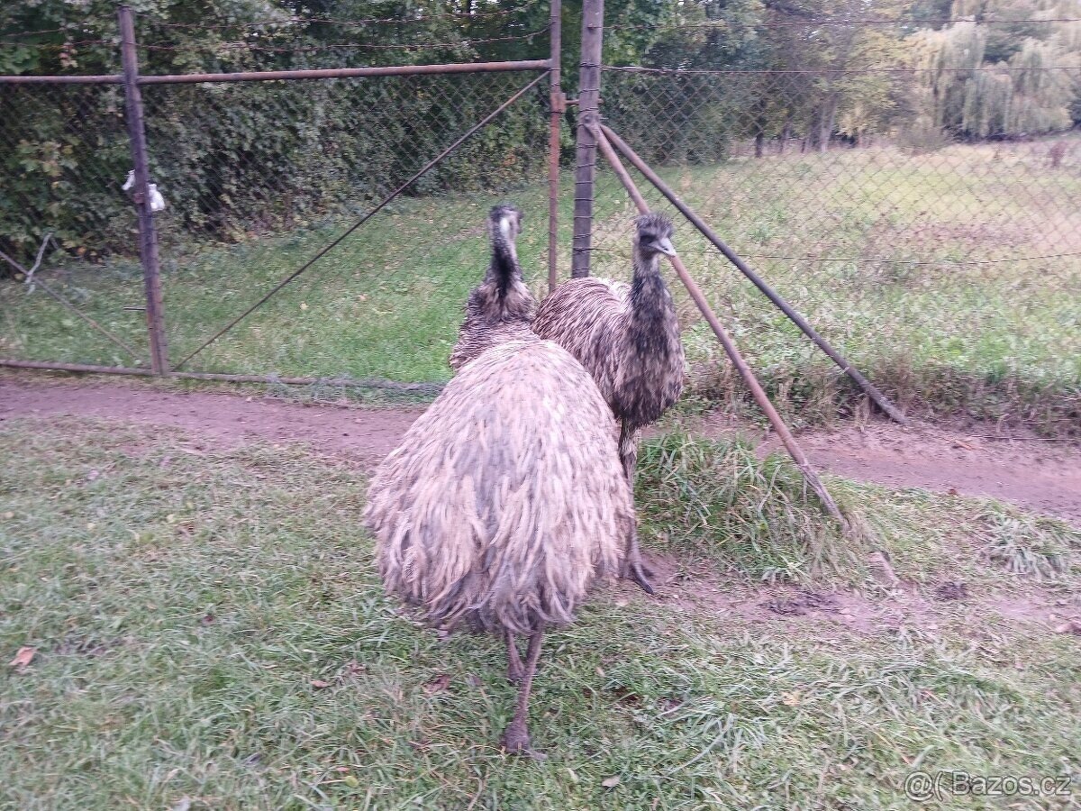 Emu hnědý