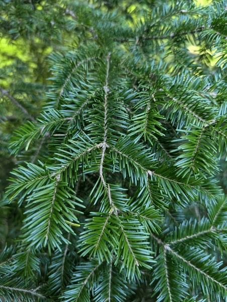 Jedlové chvojí čerstvé