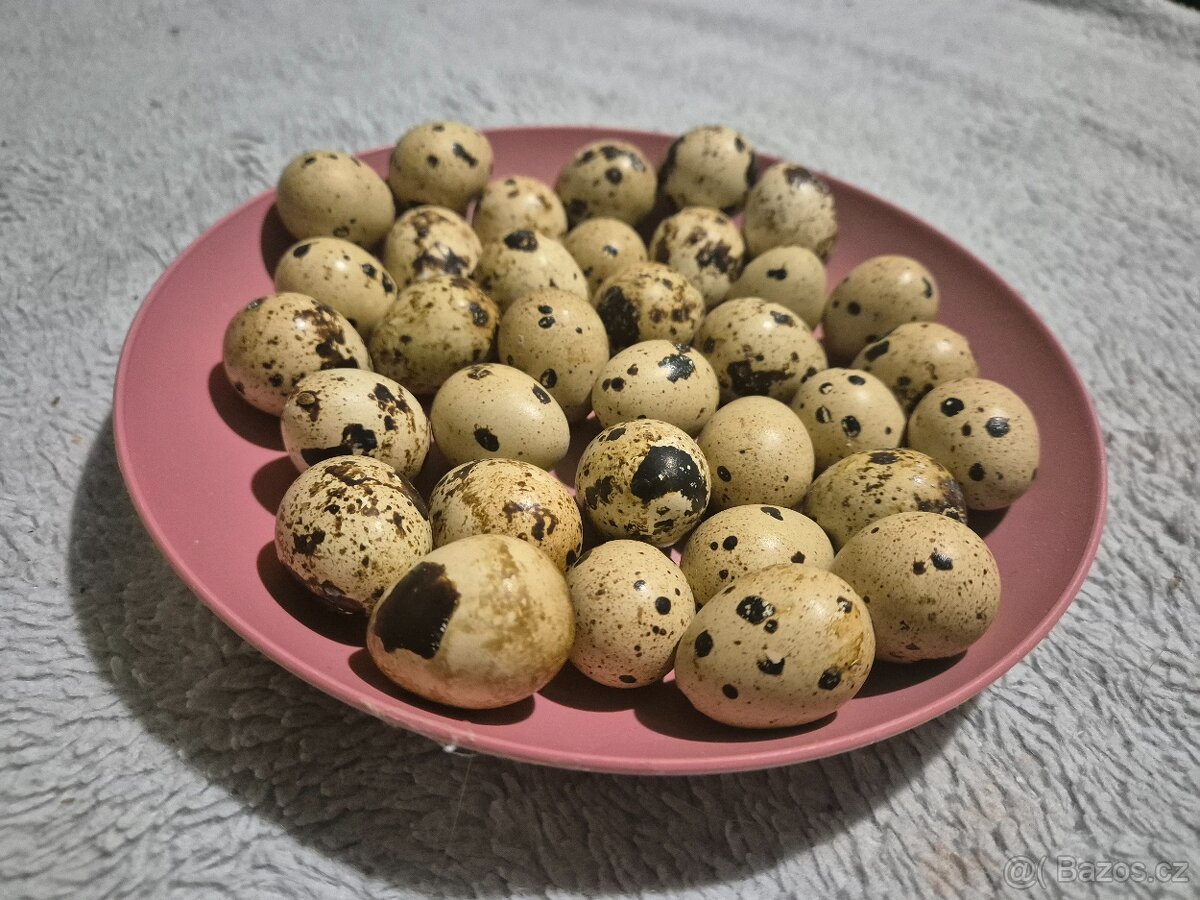 Křepelčí vajíčka