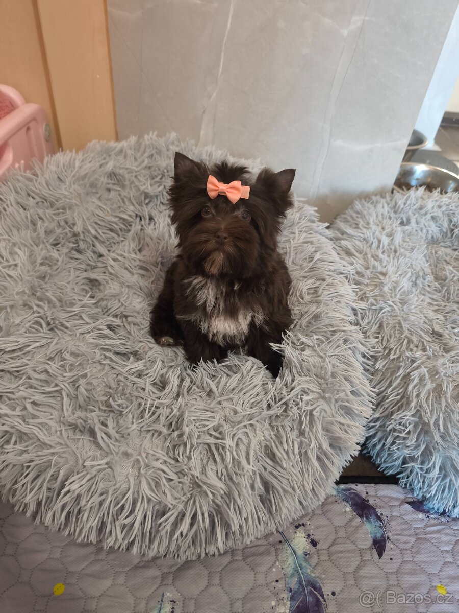 Štěňátka barevný jorkšírský teriér s pp