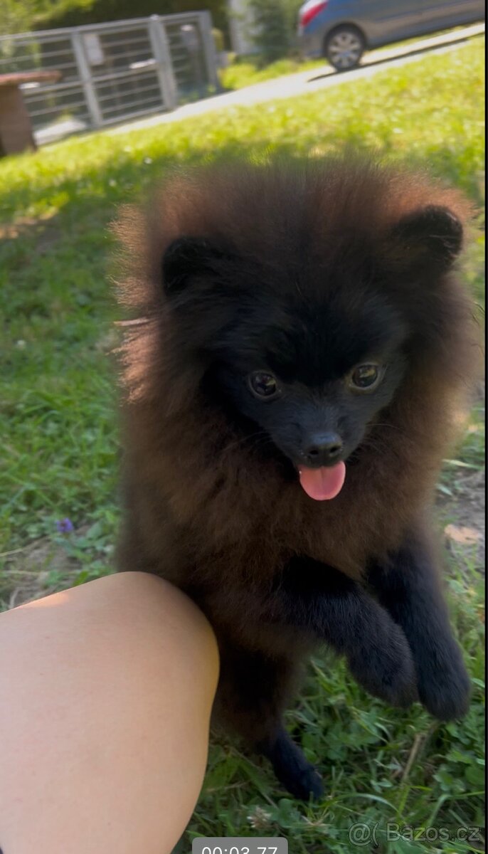 Pomeranian