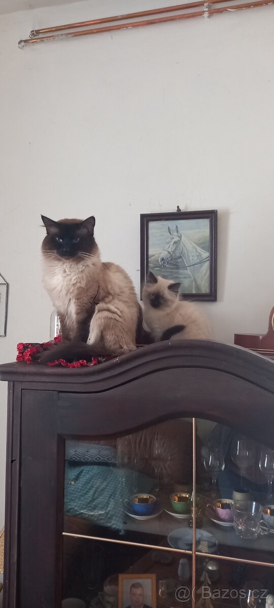 Ragdoll kocour na krytí