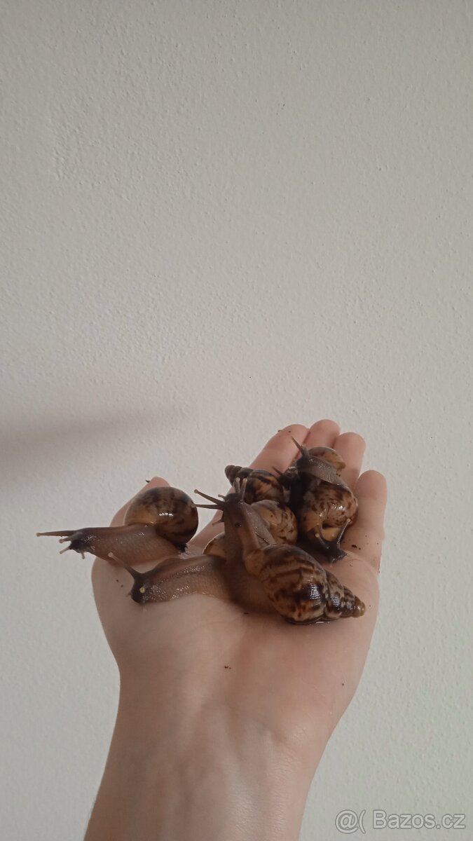Africký šnek - Lissachatina reticulata