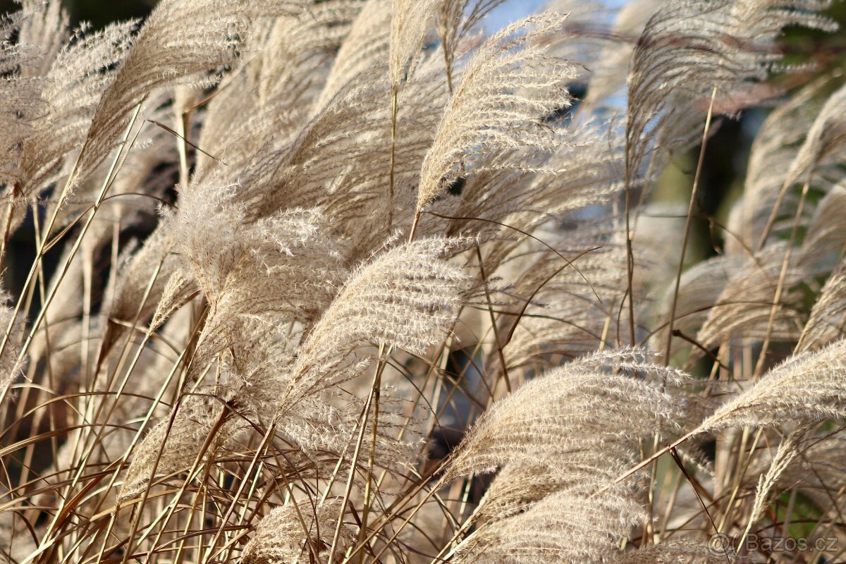 Miscanthus chinensis Ozdobnice cinska