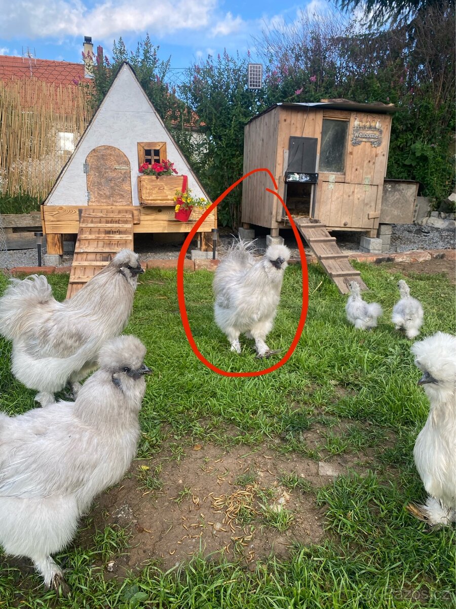Hedvábnička kuřata kohout indický běžec