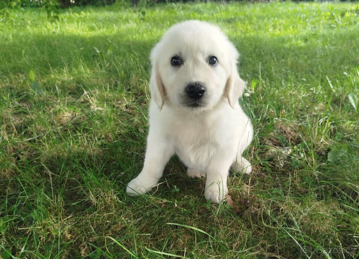 Zlatý retrívr / retriever