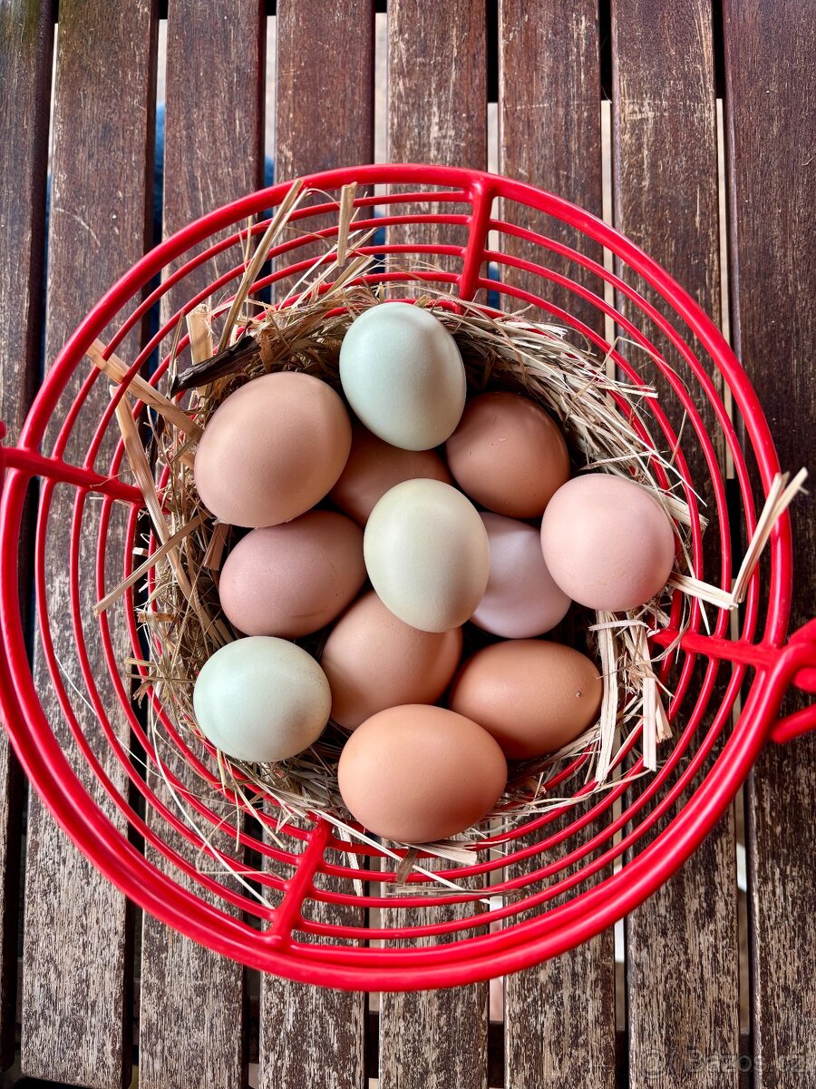 Prodám domácí vejce z volného chovu