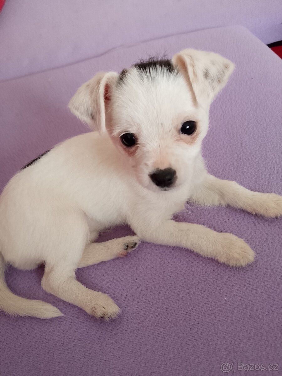 Prodám 3.měsíční štěně čivavy