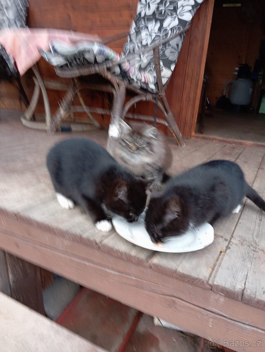 Daruji koťátka
