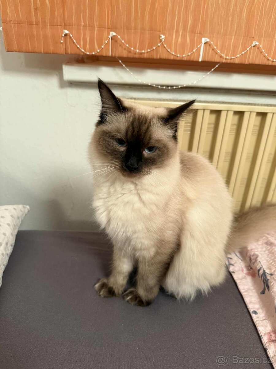 Hledám kocoura ke krytí