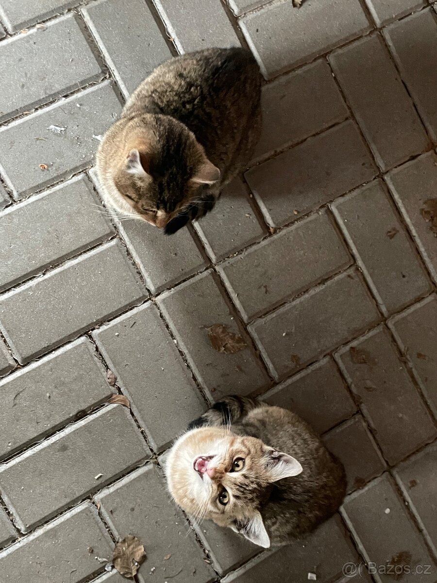 Daruji 2 kocourky