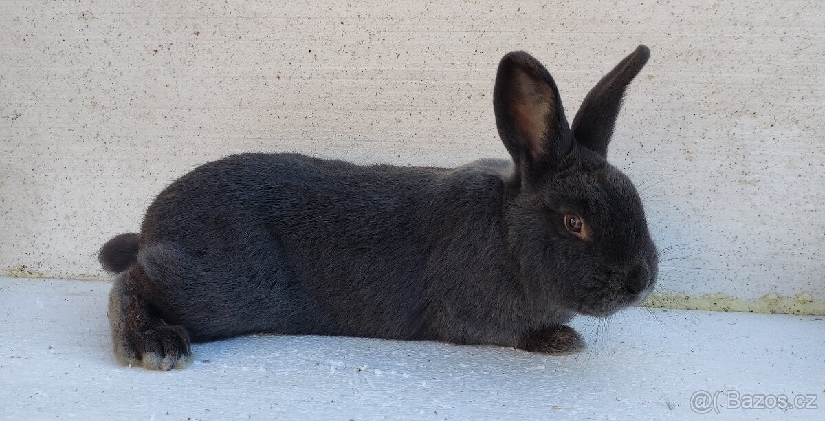 Vídeňský modrý samice