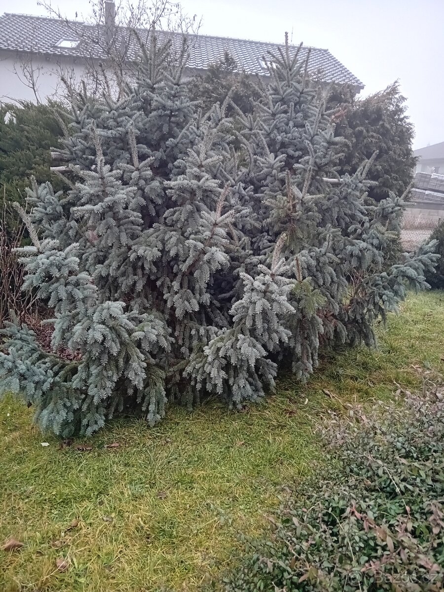 Vánoční stříbrný smrk, borovice, jedle; jedl., bor., větve