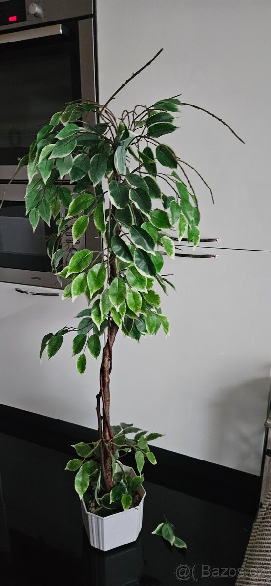 Umělá rostlina, fikus benjamín