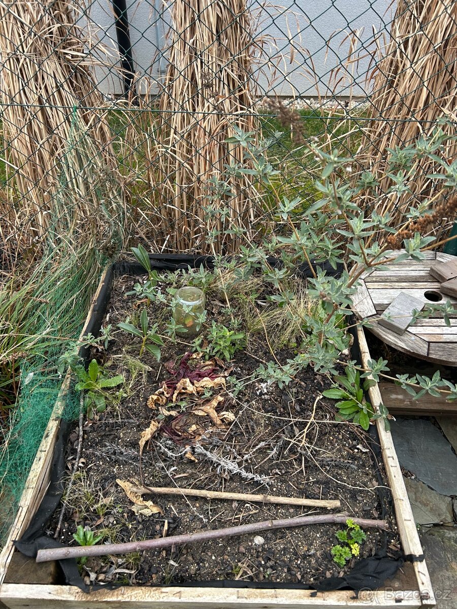 motýlí keř, Komule Davidova, Buddleja davidii - modrý