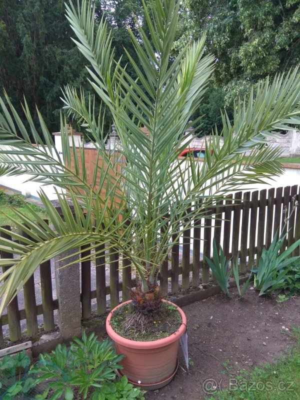 Palmy (datlovník pravý a datlovník kanárský)
