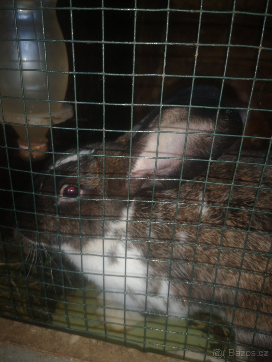 Čtyř měsíční samci k chovu