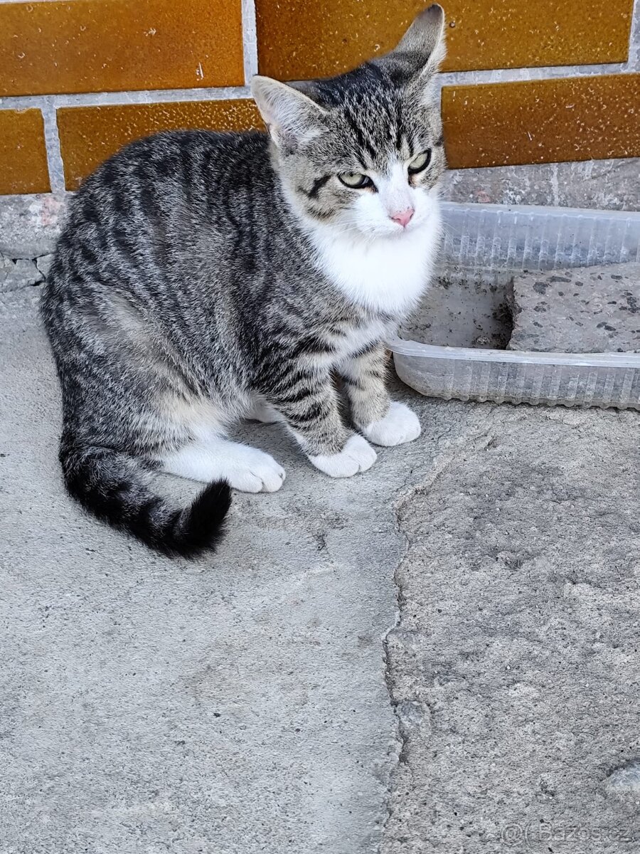 Koťata, kotě, kočička