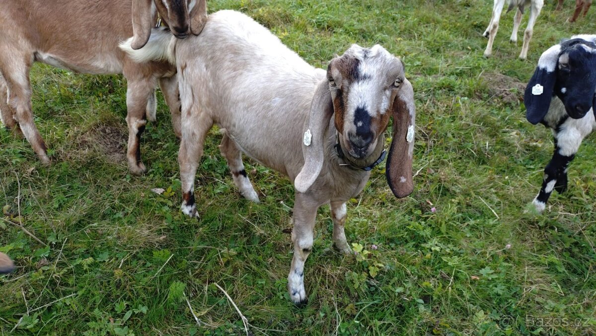 Anglinubijske kozičky