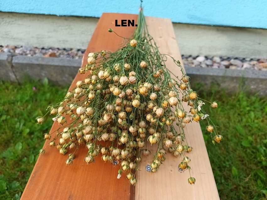 Sušené květiny - Len přírodní