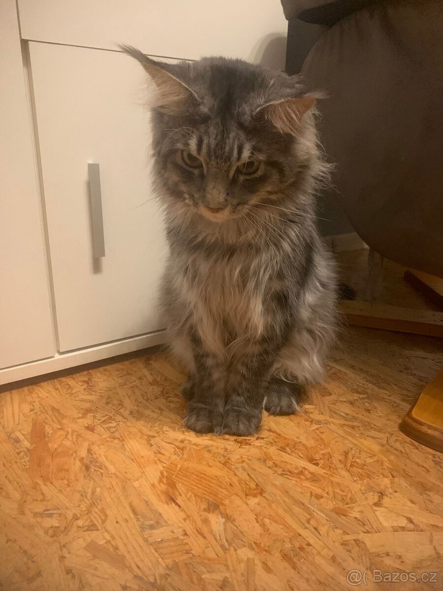 Kocour Charlie  rasa Mainská mývalí