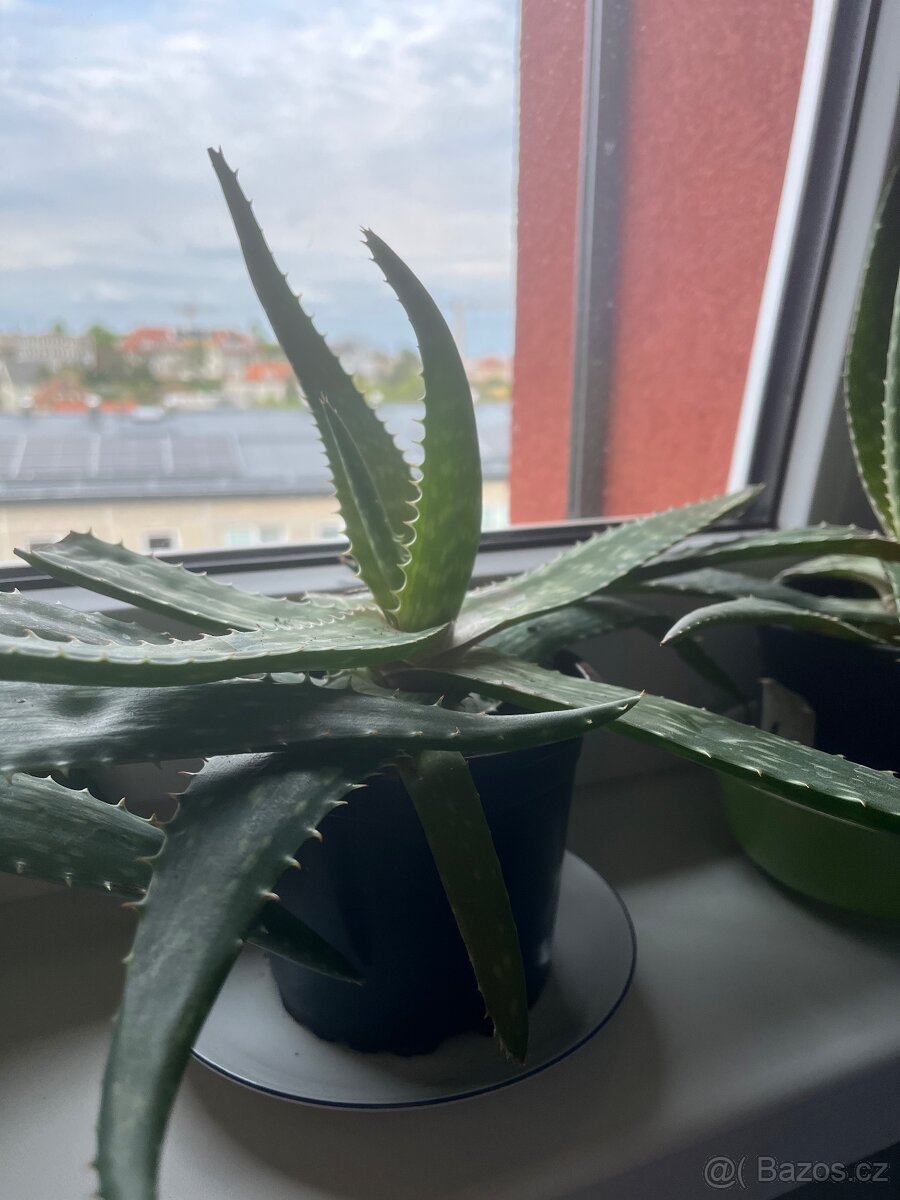 Aloe vera