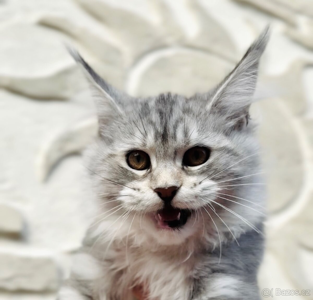 Koťátka s PP Maine Coon Mainská Mývalí