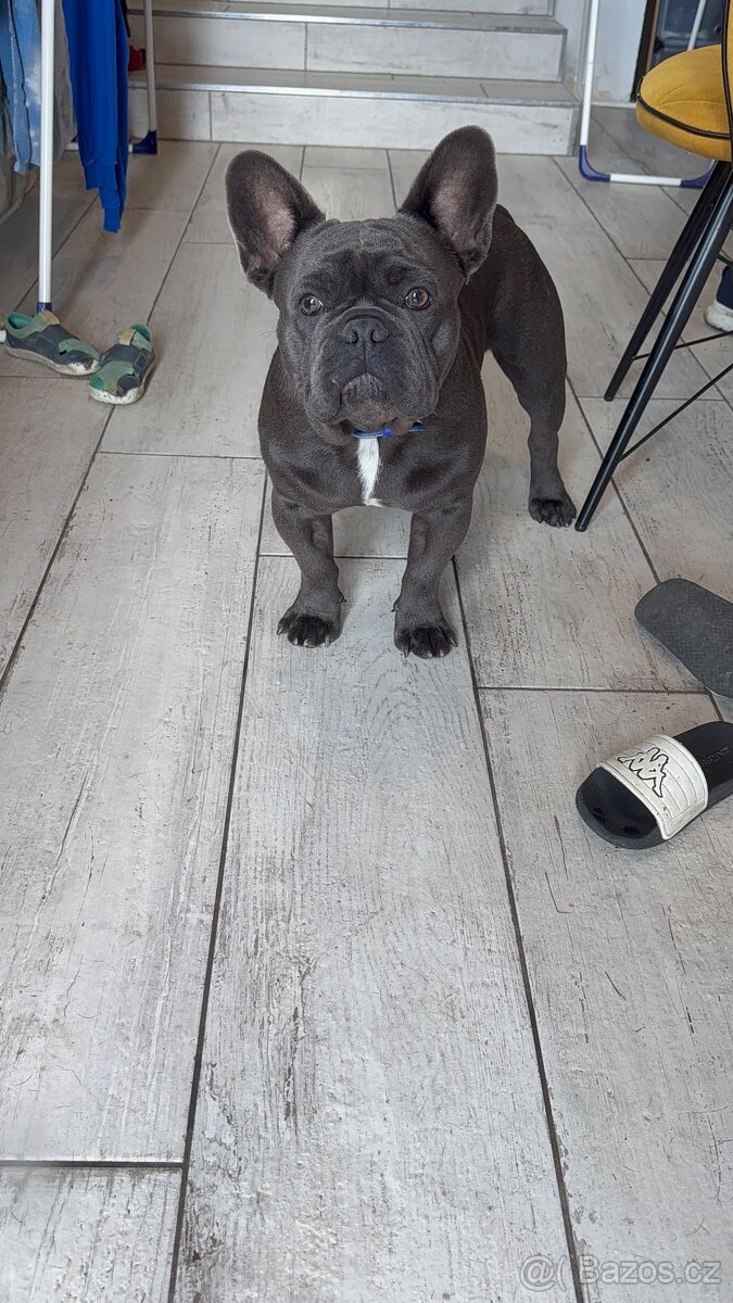 Francouzský buldoček na prodej