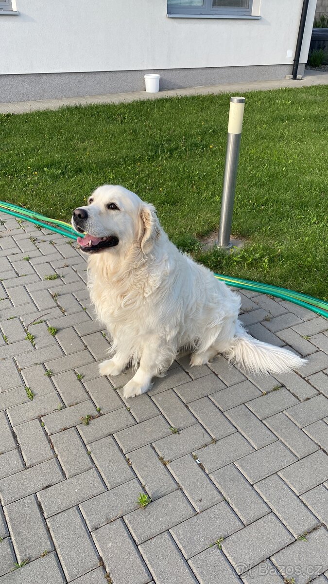 Zlatý retrívr-krytí