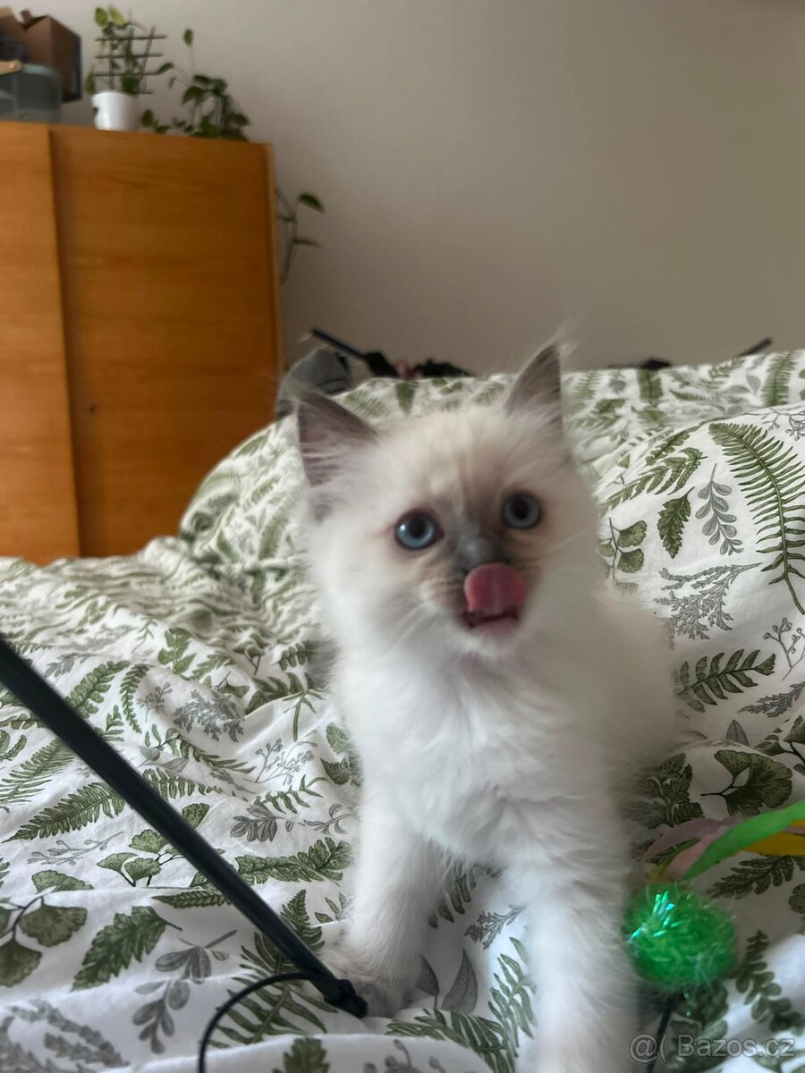 Ragdoll