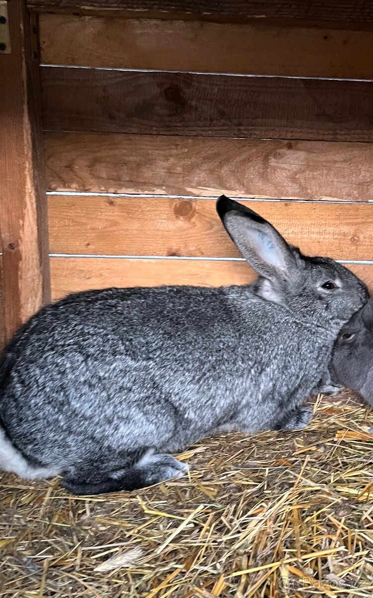 Činčila velká - králík