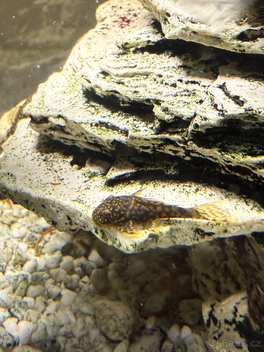 Daruji Ancistrus