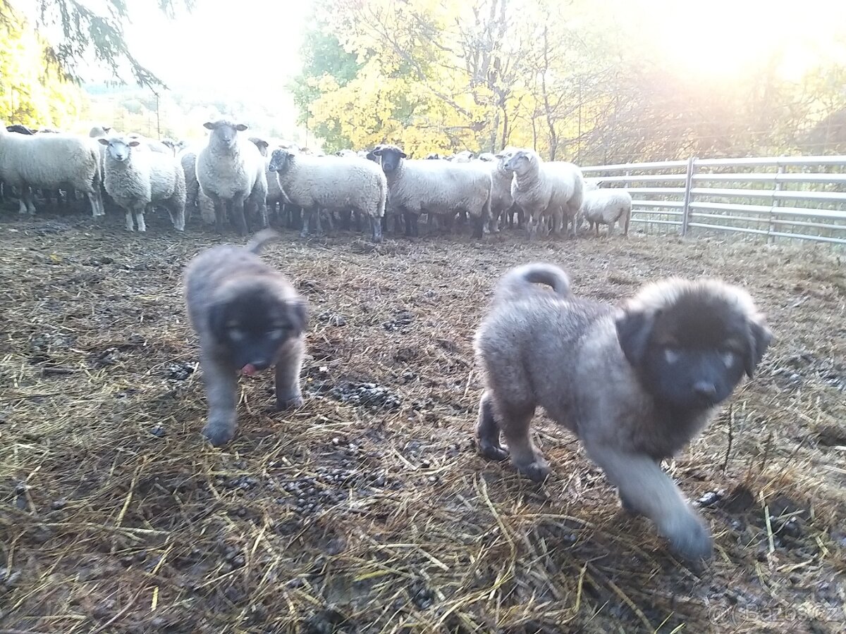 Šarplaninský pastevecký pes