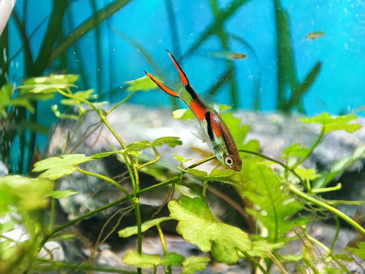Nabízím živorodky wingeovy (gupky endlerovy)