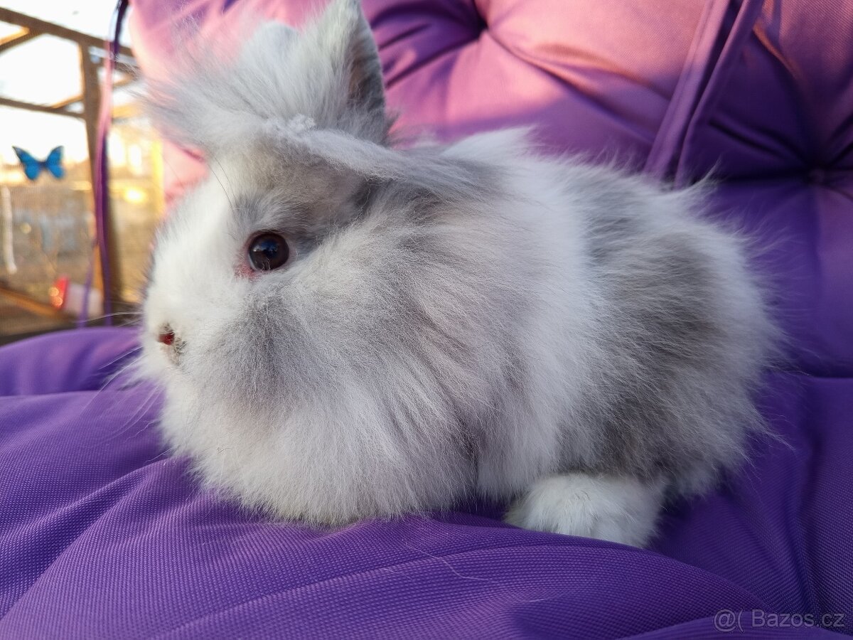 Zakrslý lvíček rhonský sameček