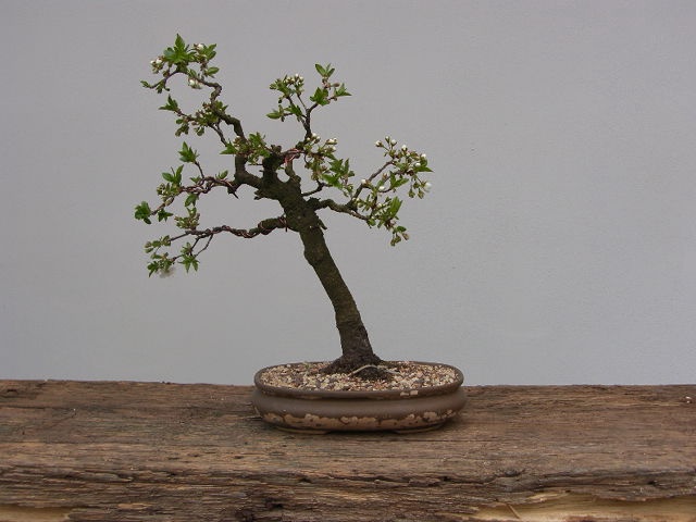 Prodám bonsai, bonsaj