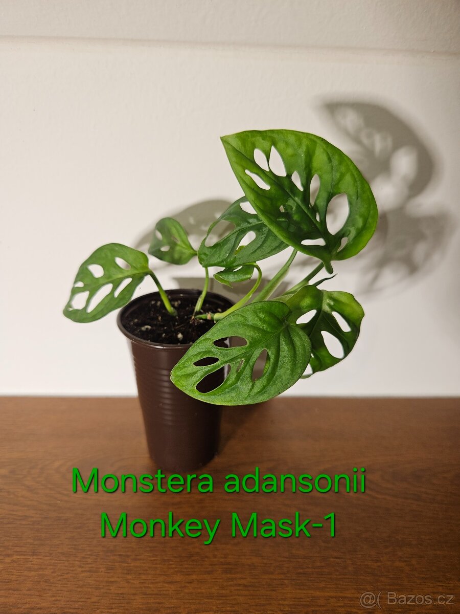 Monstera adansonii Monkey Mask