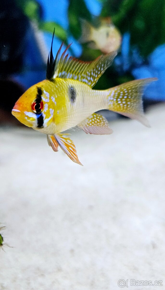 Apistogramma Mikrogeophagus Ramirezi