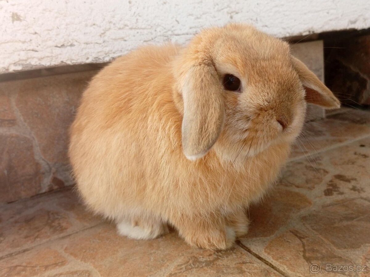 Volná samička - Anglický Zakrslý Beránek MiniLop🍑🧡