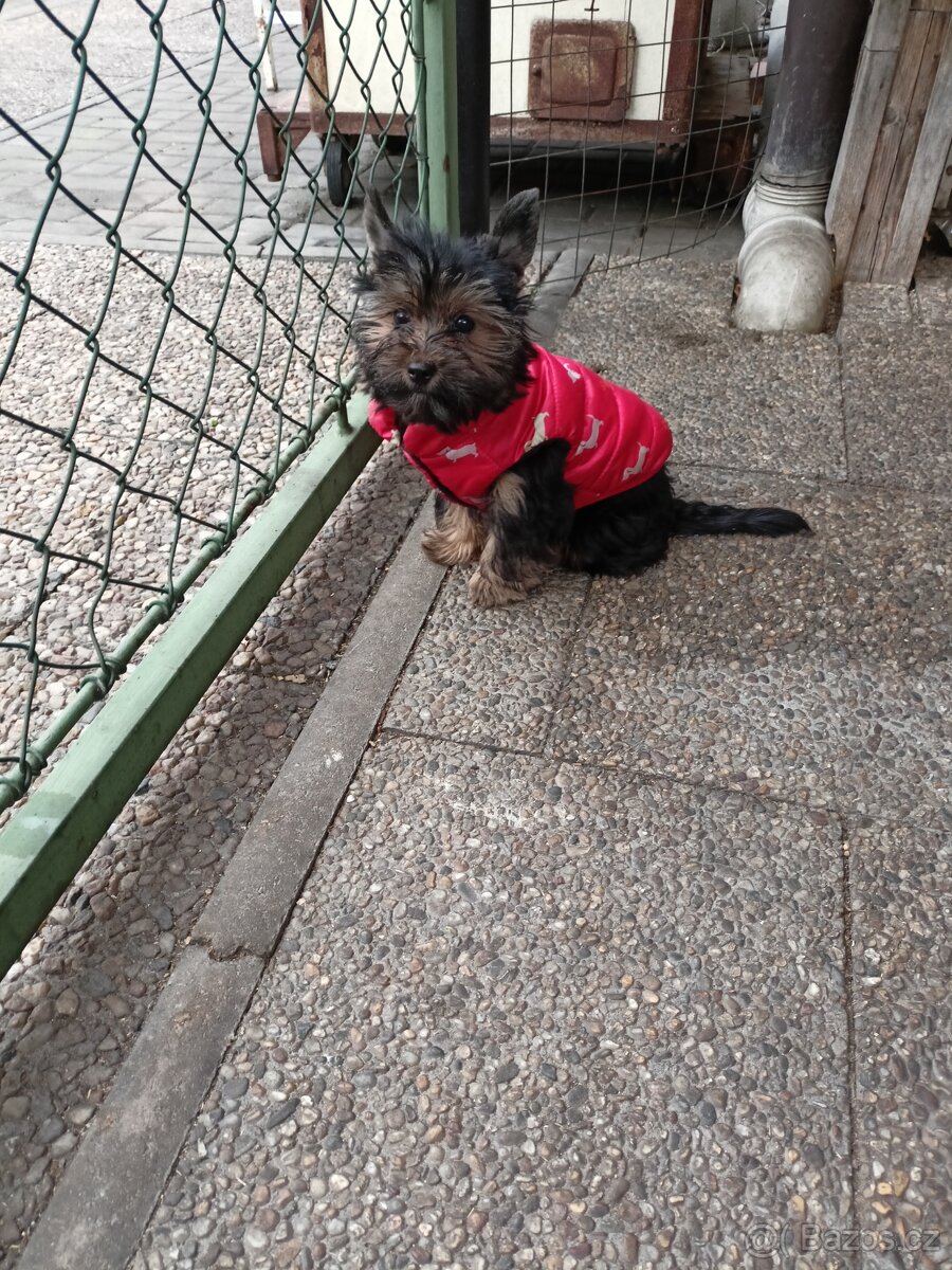 Jorkšírský teriér s PP