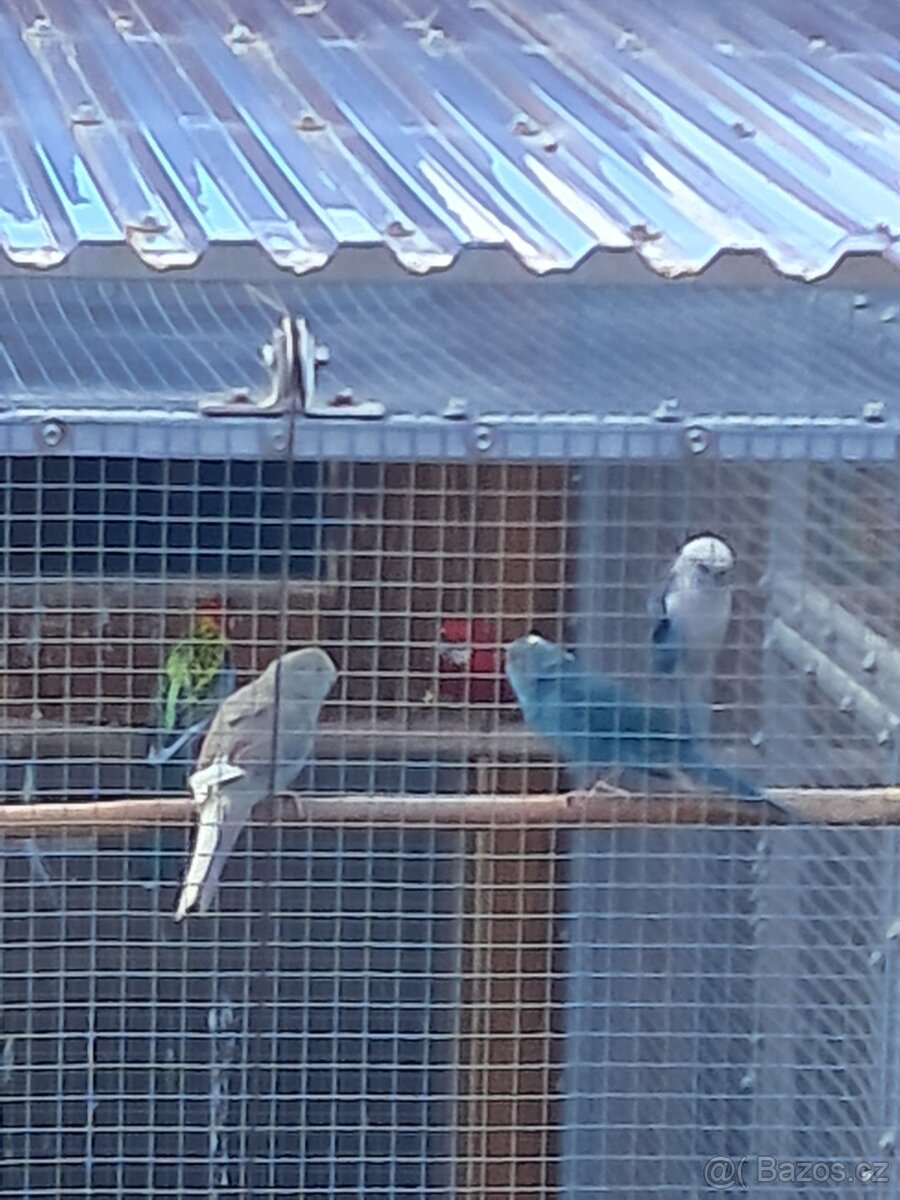 Kakariki modrý a modré straky