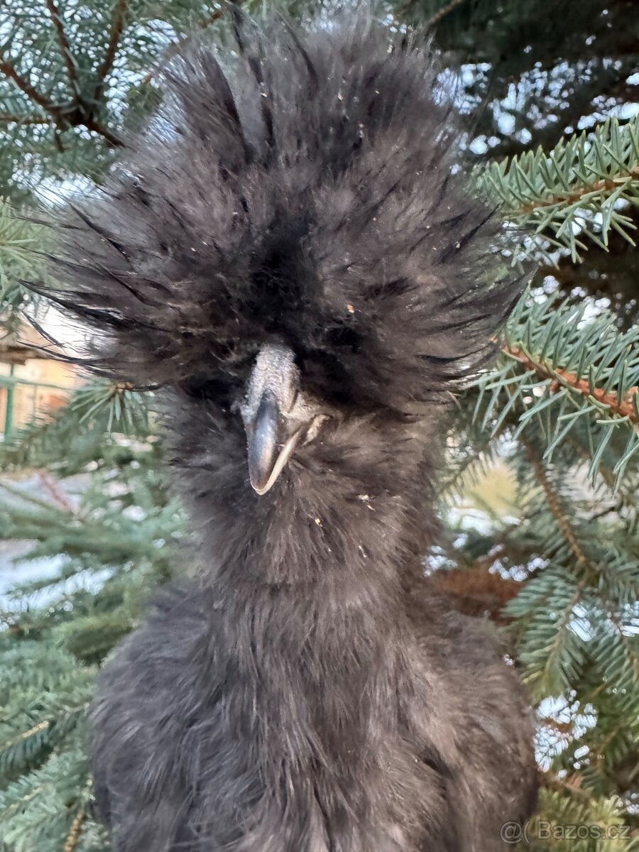 Hedvabnička velká vousatá EU černý